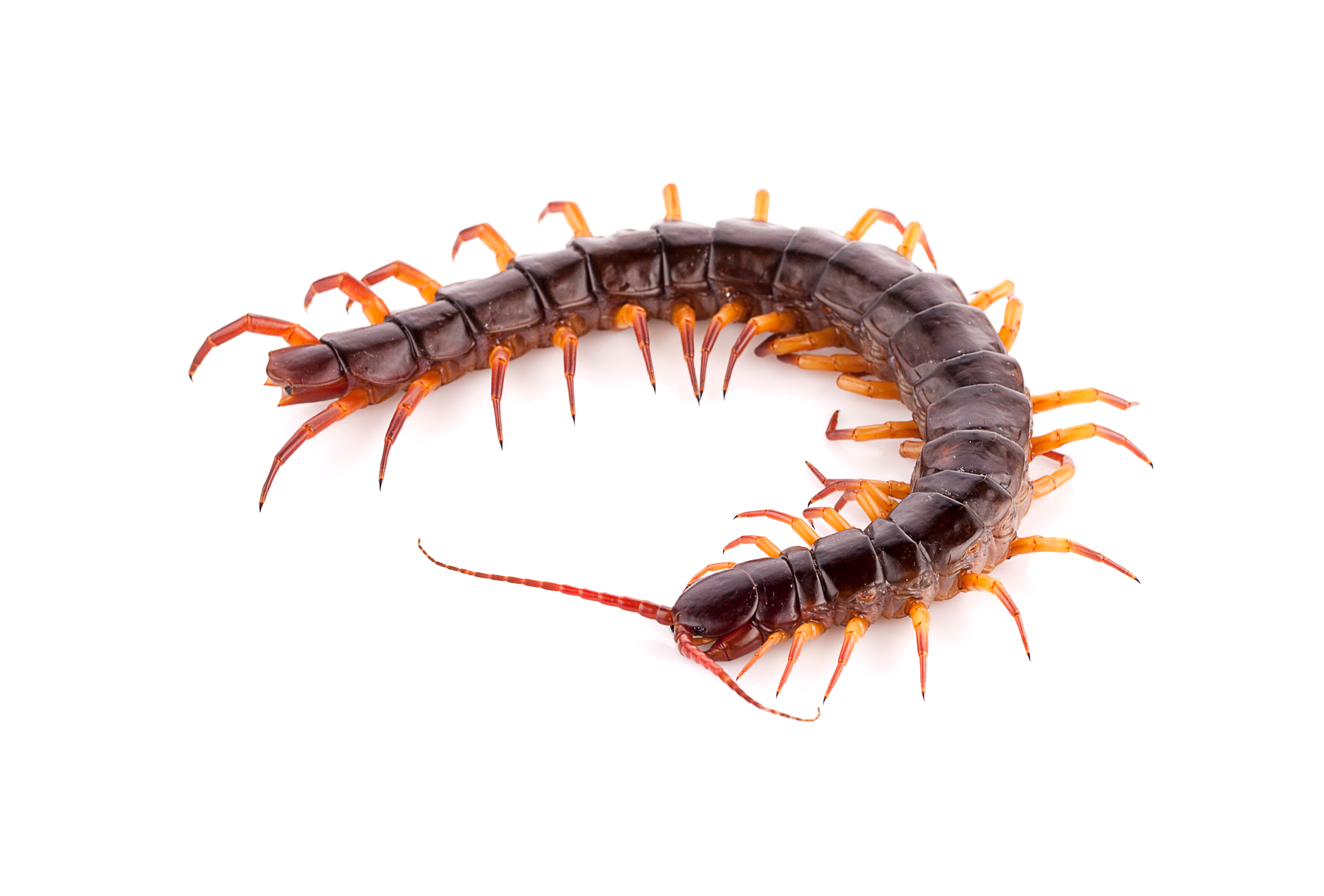 Centipede,On,White,Background